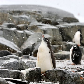 支付宝自动化账单权限开通