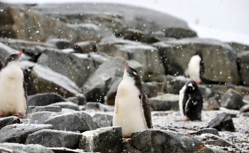 新人进直播间欢迎语